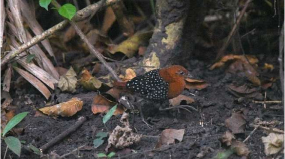 White-spotted Flufftail